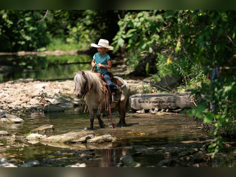 Weitere Ponys/Kleinpferde Wallach 5 Jahre 91 cm in Clover