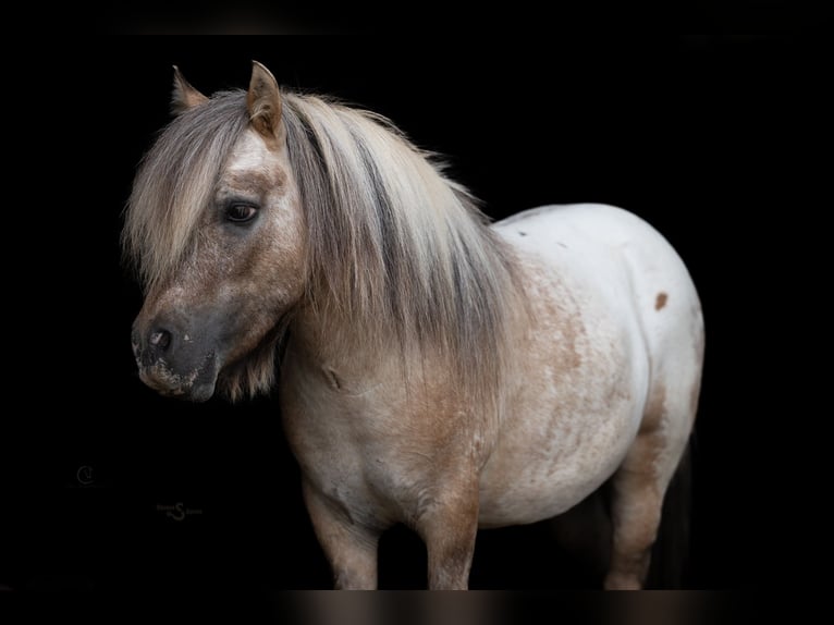 Weitere Ponys/Kleinpferde Wallach 5 Jahre 91 cm in Clover