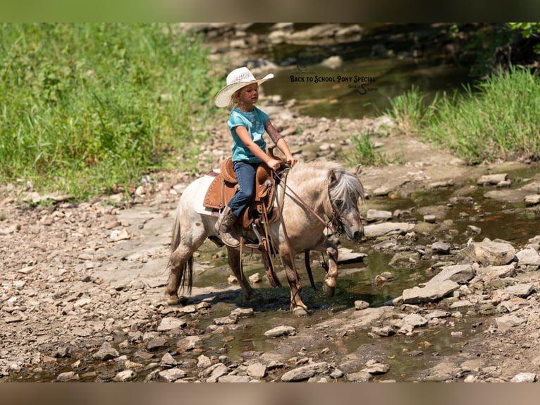 Weitere Ponys/Kleinpferde Wallach 5 Jahre 91 cm in Clover