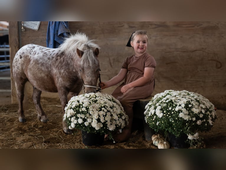 Weitere Ponys/Kleinpferde Wallach 5 Jahre 91 cm Dunkelfuchs in Fredericksburg
