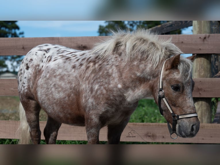 Weitere Ponys/Kleinpferde Wallach 5 Jahre 91 cm Fuchs in Fredericksburg