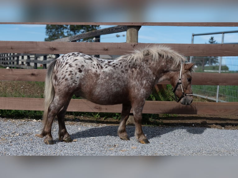 Weitere Ponys/Kleinpferde Wallach 5 Jahre 91 cm Fuchs in Fredericksburg