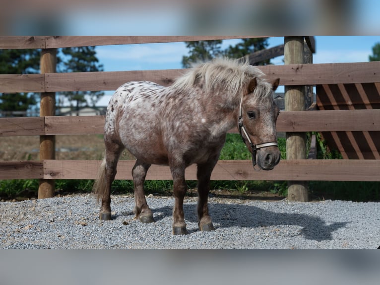Weitere Ponys/Kleinpferde Wallach 5 Jahre 91 cm Fuchs in Fredericksburg