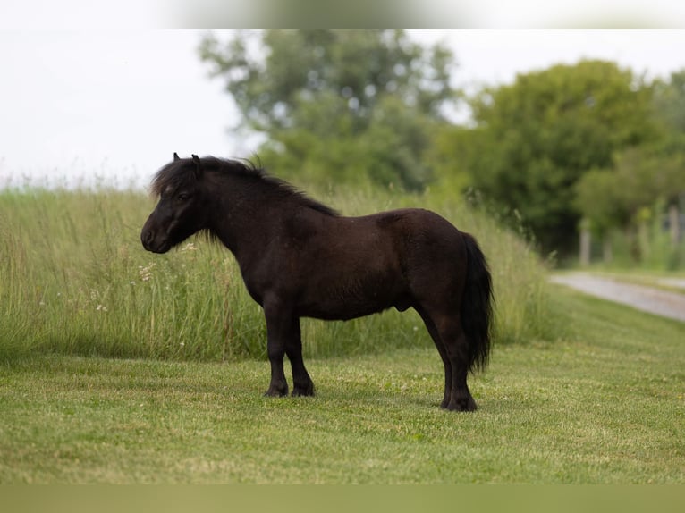 Weitere Ponys/Kleinpferde Wallach 5 Jahre 91 cm Rappe in Ewing