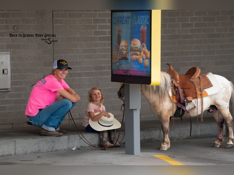Weitere Ponys/Kleinpferde Wallach 5 Jahre 91 cm in Clover