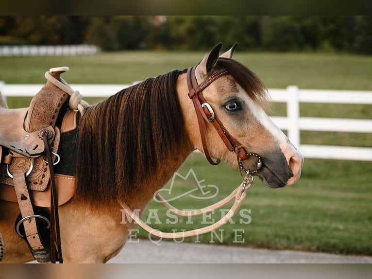 Weitere Ponys/Kleinpferde Wallach 5 Jahre 97 cm Buckskin in Orrville