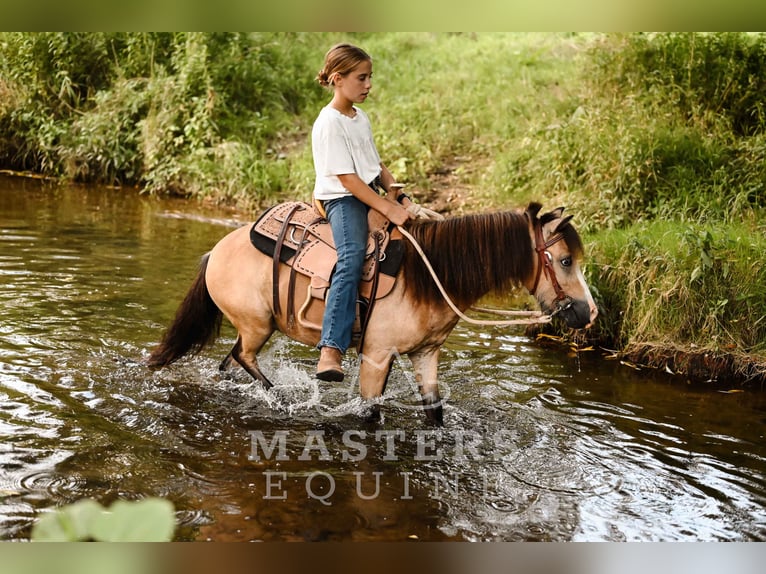Weitere Ponys/Kleinpferde Wallach 5 Jahre 97 cm Buckskin in Orrville