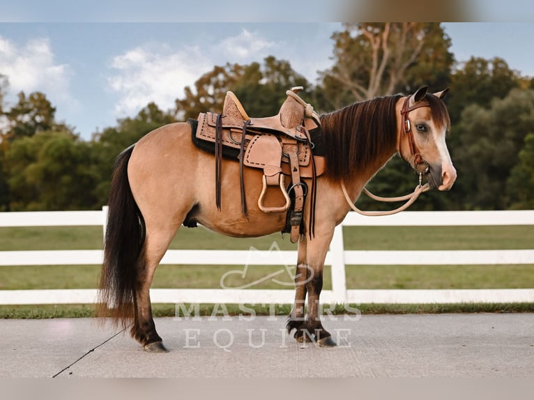 Weitere Ponys/Kleinpferde Wallach 5 Jahre 97 cm Buckskin in Orrville