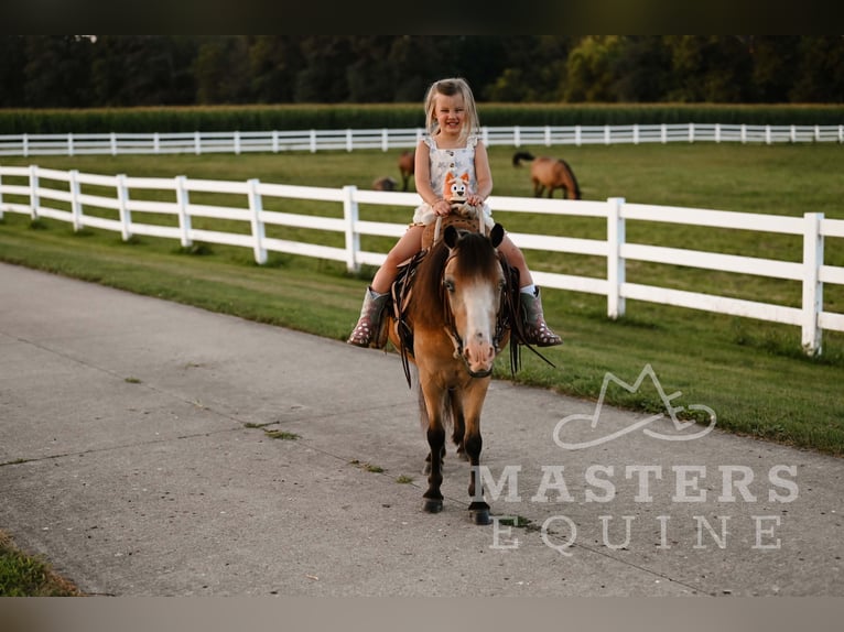 Weitere Ponys/Kleinpferde Wallach 5 Jahre 97 cm Buckskin in Orrville