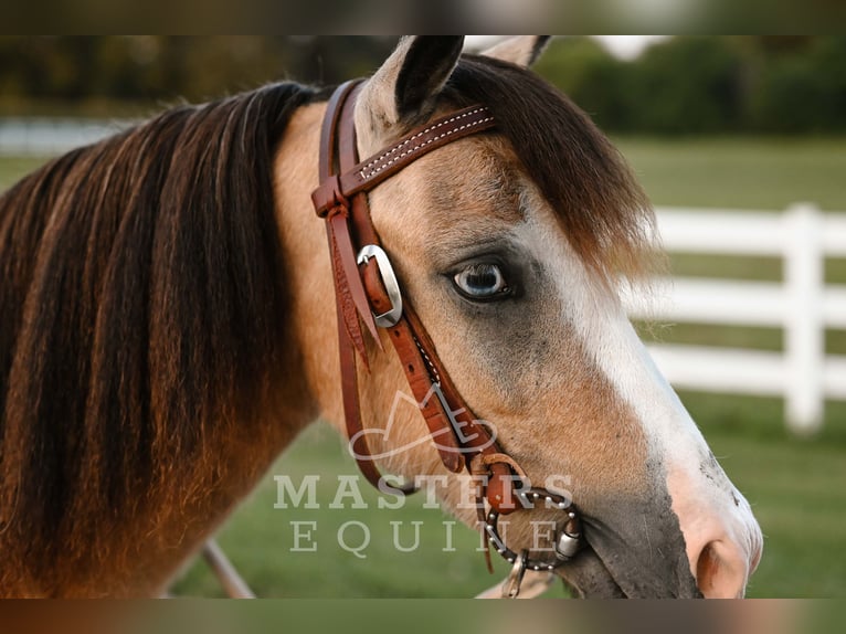 Weitere Ponys/Kleinpferde Wallach 5 Jahre 97 cm Buckskin in Orrville