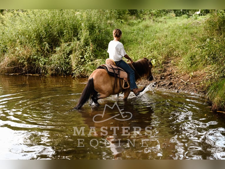Weitere Ponys/Kleinpferde Wallach 5 Jahre 97 cm Buckskin in Orrville