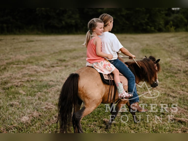 Weitere Ponys/Kleinpferde Wallach 5 Jahre 97 cm Buckskin in Orrville
