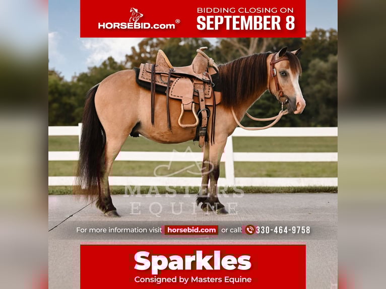 Weitere Ponys/Kleinpferde Wallach 5 Jahre 97 cm Buckskin in Orrville
