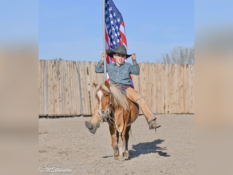 Weitere Ponys/Kleinpferde Wallach 5 Jahre 97 cm Rotfuchs in Rigby