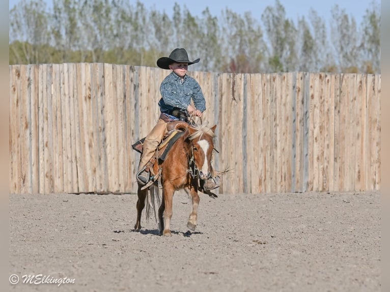 Weitere Ponys/Kleinpferde Wallach 5 Jahre 97 cm Rotfuchs in Rigby
