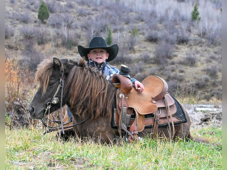 Weitere Ponys/Kleinpferde Wallach 5 Jahre 99 cm Brauner in Rigby
