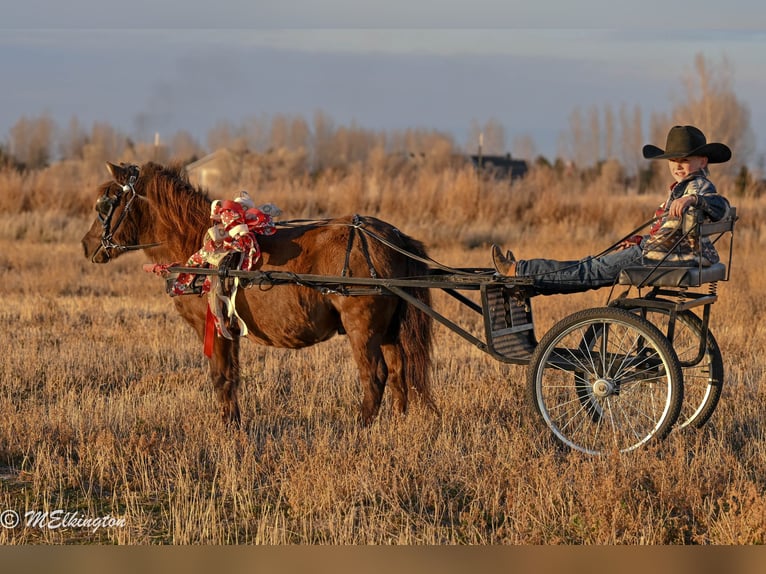 Weitere Ponys/Kleinpferde Wallach 5 Jahre 99 cm Brauner in Rigby