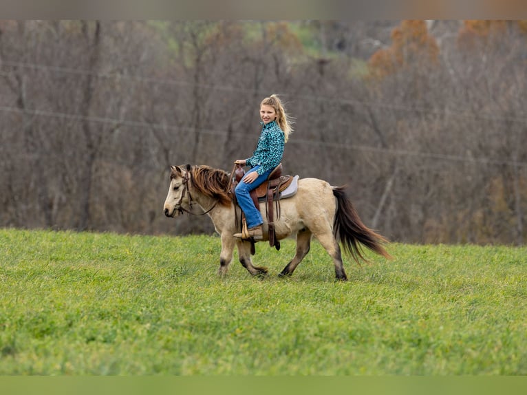 Weitere Ponys/Kleinpferde Wallach 5 Jahre 99 cm Buckskin in Ewing