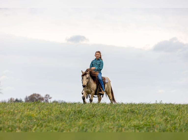 Weitere Ponys/Kleinpferde Wallach 5 Jahre 99 cm Buckskin in Ewing