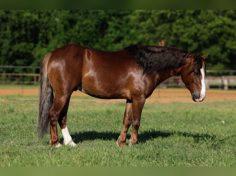 Weitere Ponys/Kleinpferde Wallach 5 Jahre Rotfuchs in Joshua