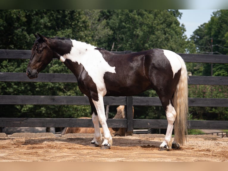 Weitere Ponys/Kleinpferde Wallach 5 Jahre Schecke in Clover