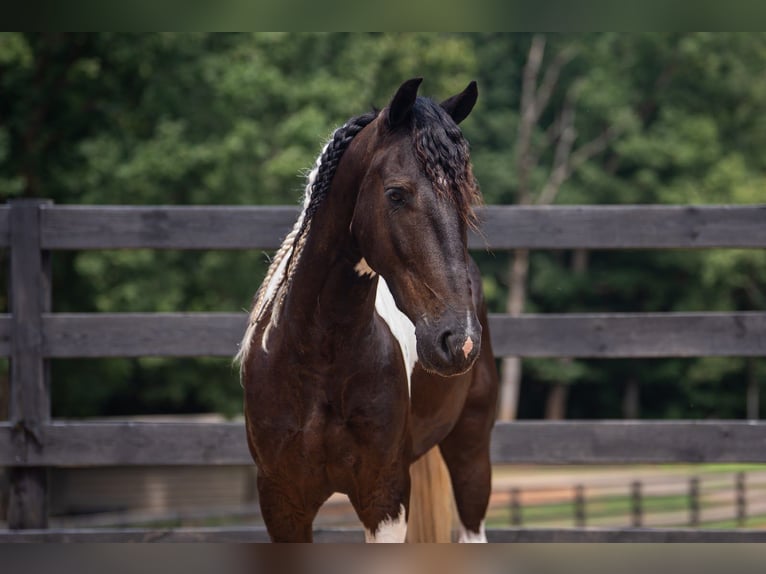 Weitere Ponys/Kleinpferde Wallach 5 Jahre Schecke in Clover