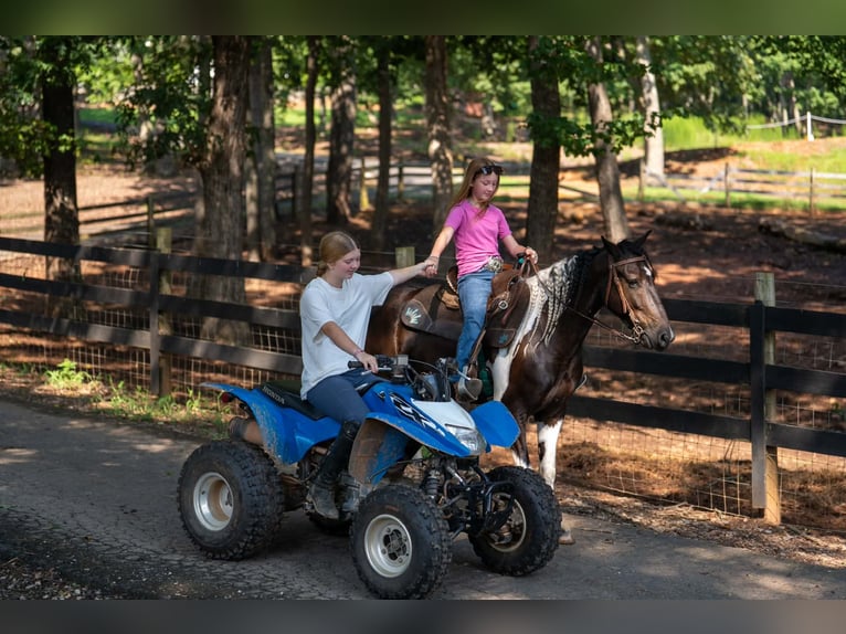Weitere Ponys/Kleinpferde Wallach 5 Jahre Schecke in Clover