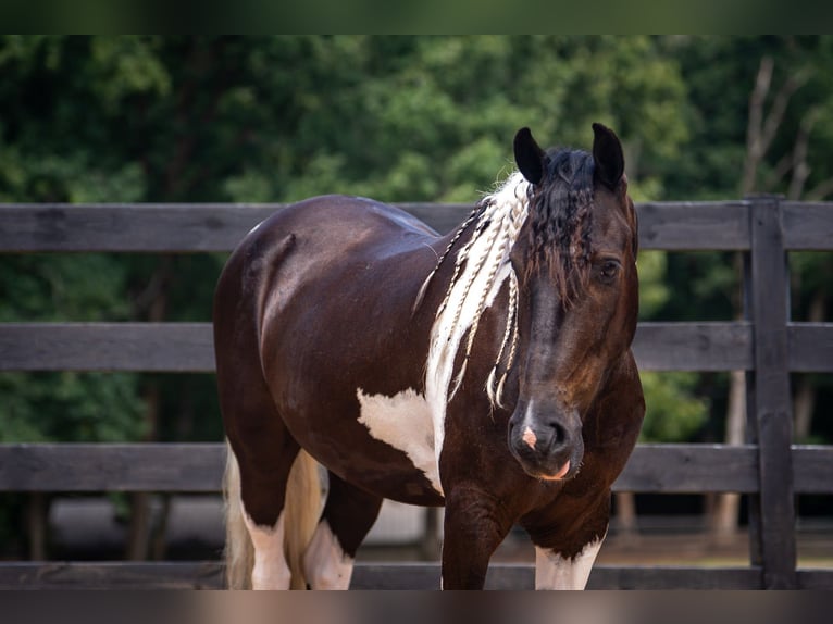 Weitere Ponys/Kleinpferde Wallach 5 Jahre Schecke in Clover
