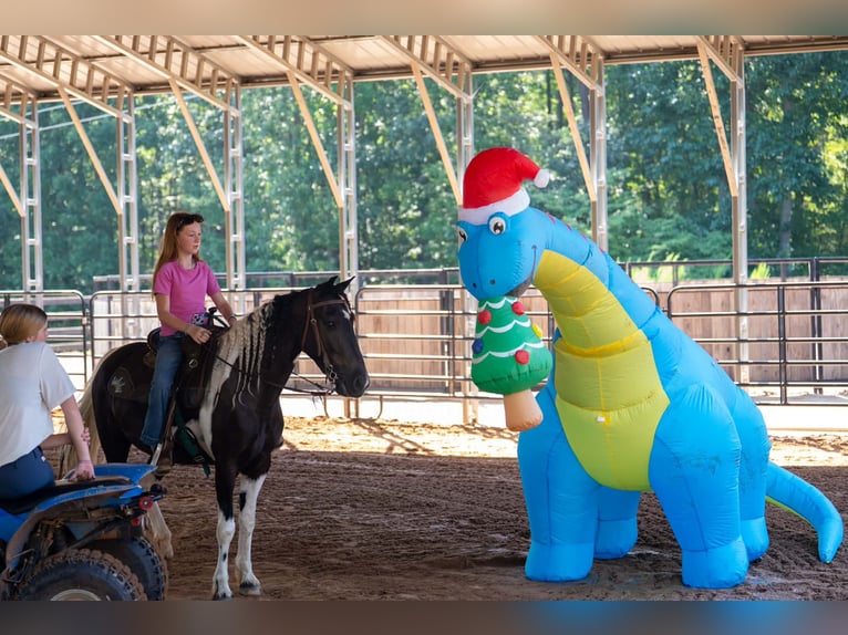 Weitere Ponys/Kleinpferde Wallach 5 Jahre Schecke in Clover