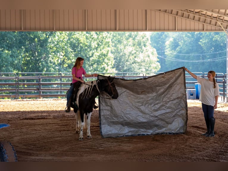 Weitere Ponys/Kleinpferde Wallach 5 Jahre Schecke in Clover