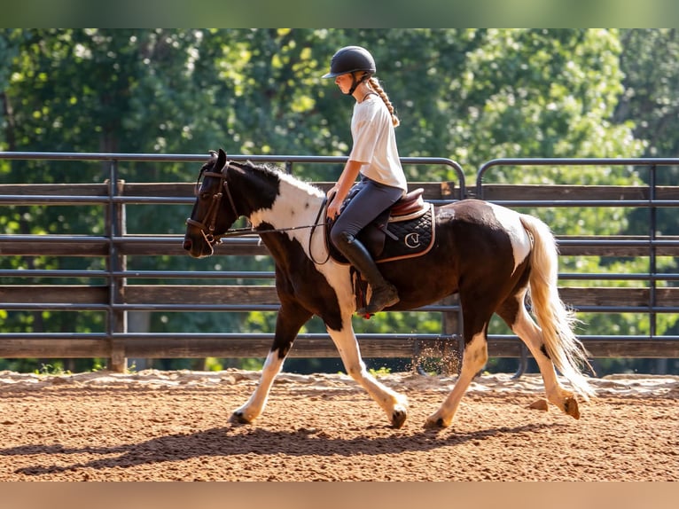 Weitere Ponys/Kleinpferde Wallach 5 Jahre Schecke in Clover