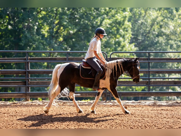 Weitere Ponys/Kleinpferde Wallach 5 Jahre Schecke in Clover