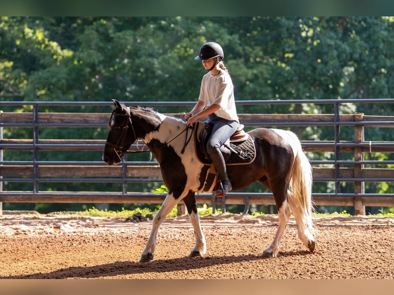 Weitere Ponys/Kleinpferde Wallach 5 Jahre Schecke in Clover
