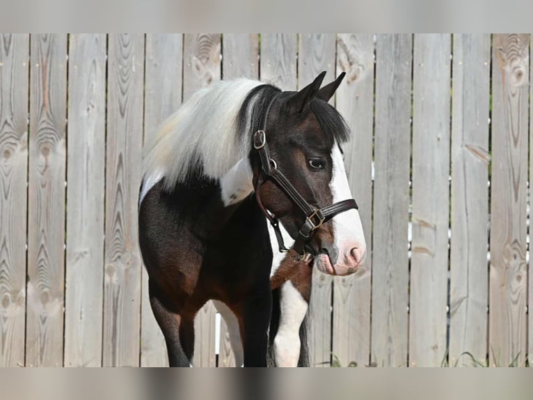 Weitere Ponys/Kleinpferde Wallach 5 Jahre Schecke in Millersburg