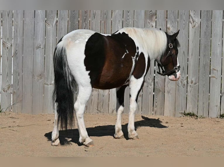 Weitere Ponys/Kleinpferde Wallach 5 Jahre Schecke in Millersburg