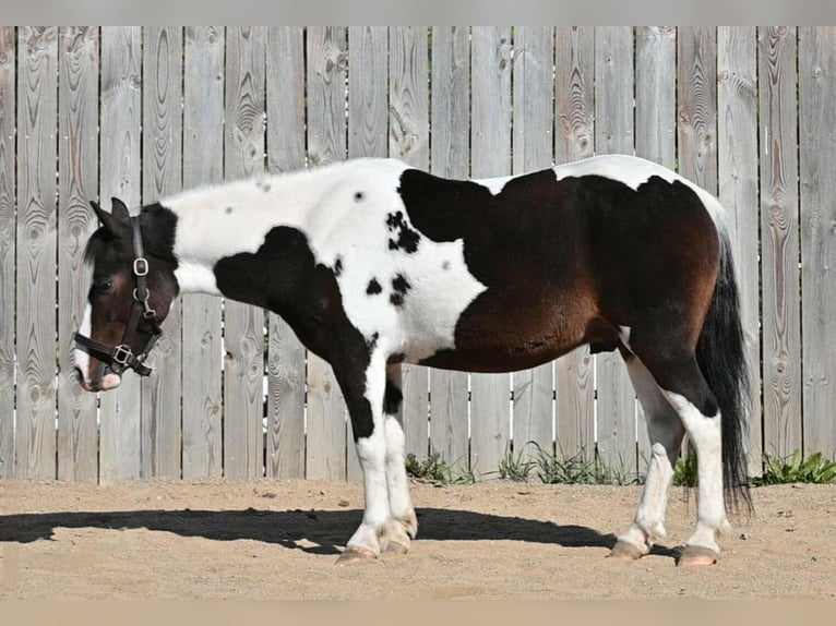 Weitere Ponys/Kleinpferde Wallach 5 Jahre Schecke in Millersburg