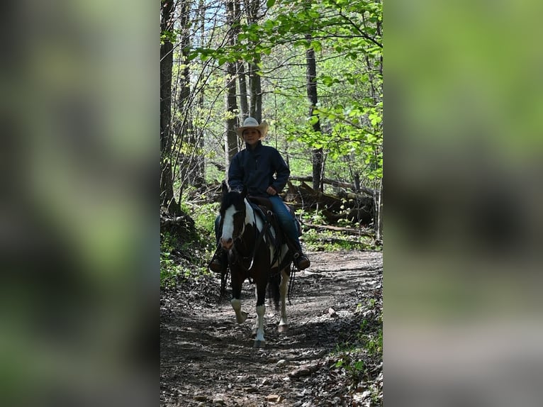 Weitere Ponys/Kleinpferde Wallach 5 Jahre Schecke in Millersburg