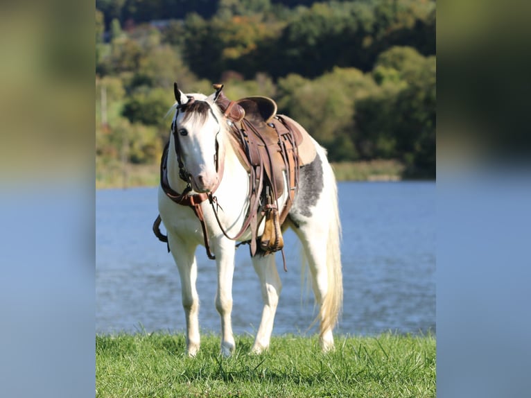 Weitere Ponys/Kleinpferde Wallach 5 Jahre Schecke in Rebersburg