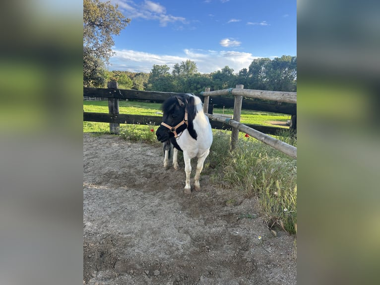 Weitere Ponys/Kleinpferde Mix Wallach 6 Jahre 100 cm Schecke in Colmenar del arroyo
