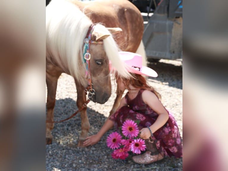 Weitere Ponys/Kleinpferde Wallach 6 Jahre 102 cm Palomino in Congress