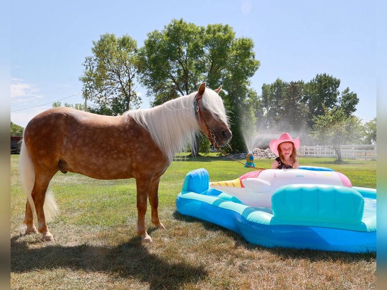 Weitere Ponys/Kleinpferde Wallach 6 Jahre 102 cm Palomino in Congress