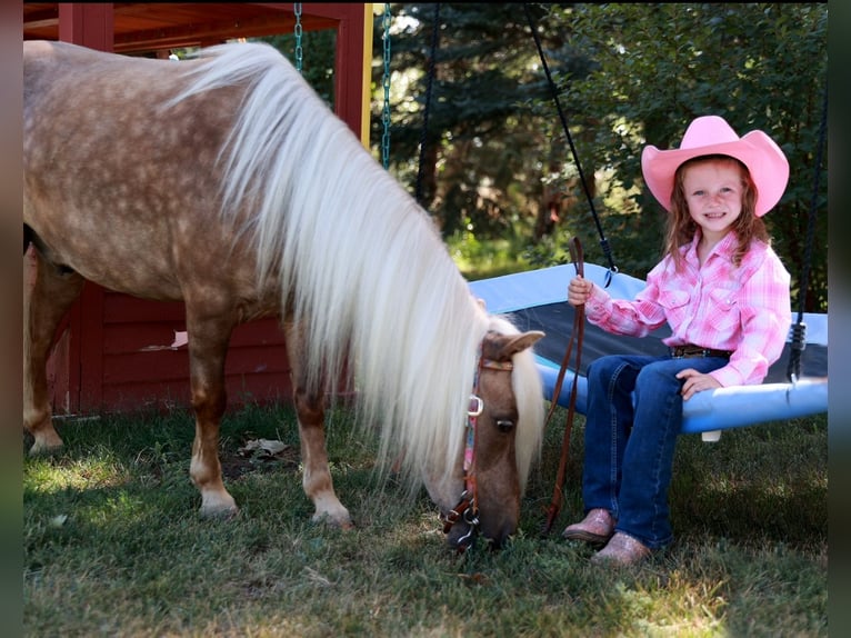 Weitere Ponys/Kleinpferde Wallach 6 Jahre 102 cm Palomino in Congress