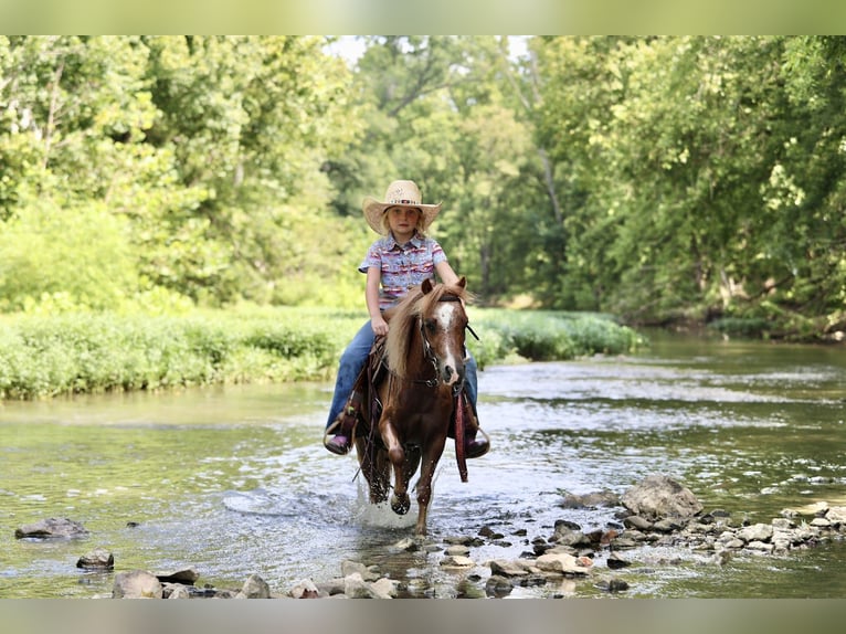 Weitere Ponys/Kleinpferde Wallach 6 Jahre 102 cm Roan-Red in Mount Vernon
