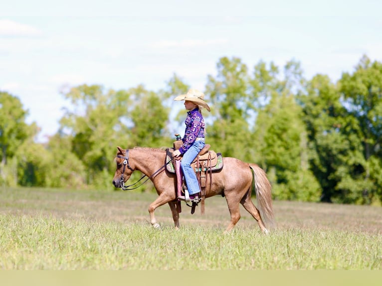 Weitere Ponys/Kleinpferde Wallach 6 Jahre 102 cm Roan-Red in Mount Vernon