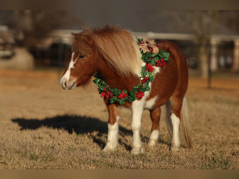 Weitere Ponys/Kleinpferde Wallach 6 Jahre 102 cm Schecke in Cleburne