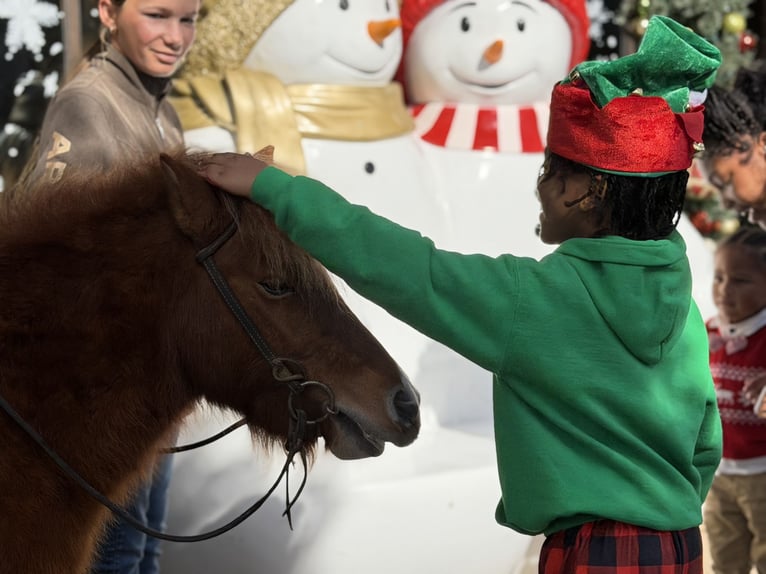 Weitere Ponys/Kleinpferde Wallach 6 Jahre 102 cm Schecke in Cleburne