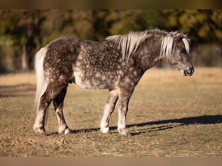 Weitere Ponys/Kleinpferde Wallach 6 Jahre 102 cm in Weatherford