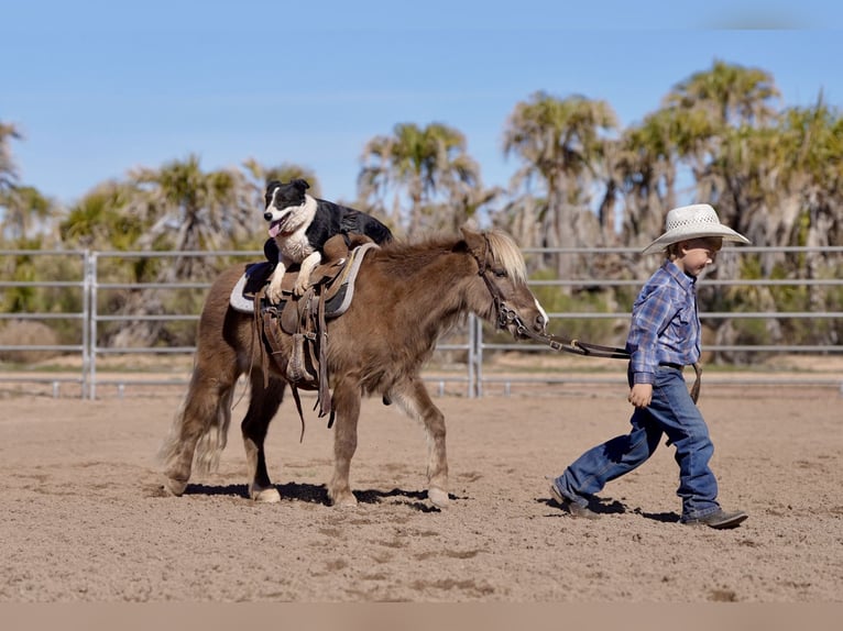 Weitere Ponys/Kleinpferde Wallach 6 Jahre 107 cm in Aguila