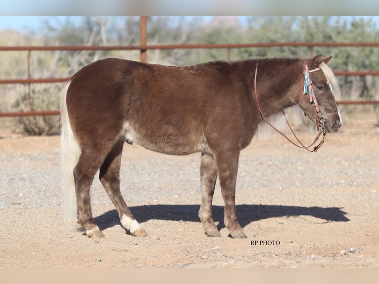 Weitere Ponys/Kleinpferde Wallach 6 Jahre 107 cm in Aguila