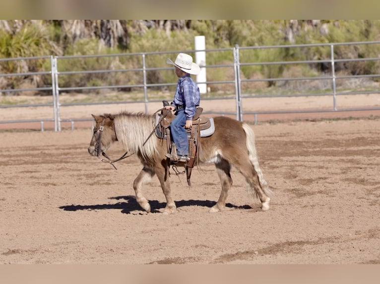 Weitere Ponys/Kleinpferde Wallach 6 Jahre 107 cm in Aguila